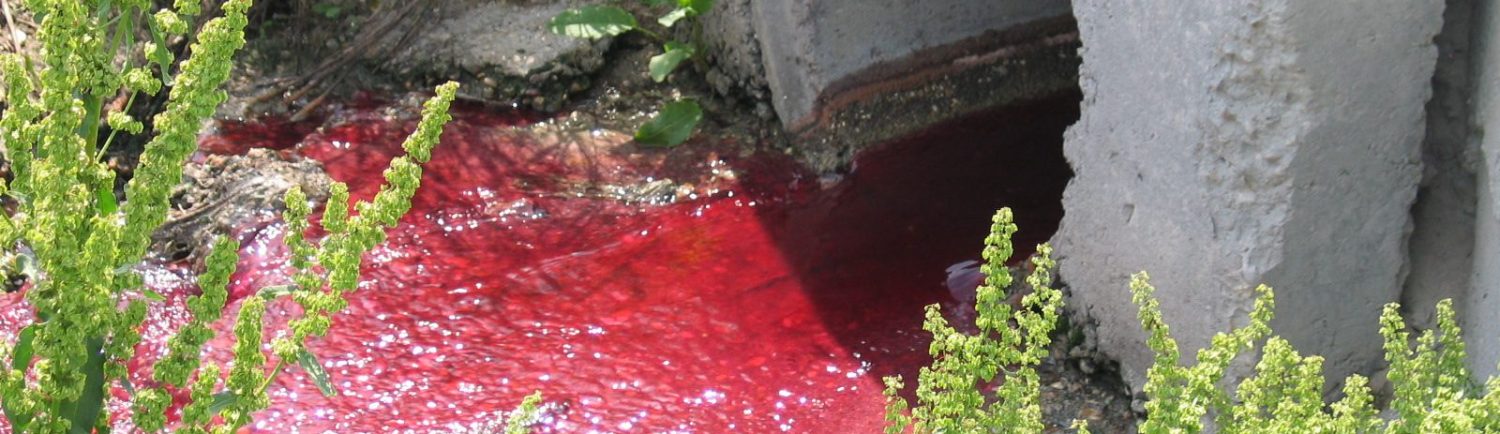 Fotovertidos: Nueva visi&oacute;n